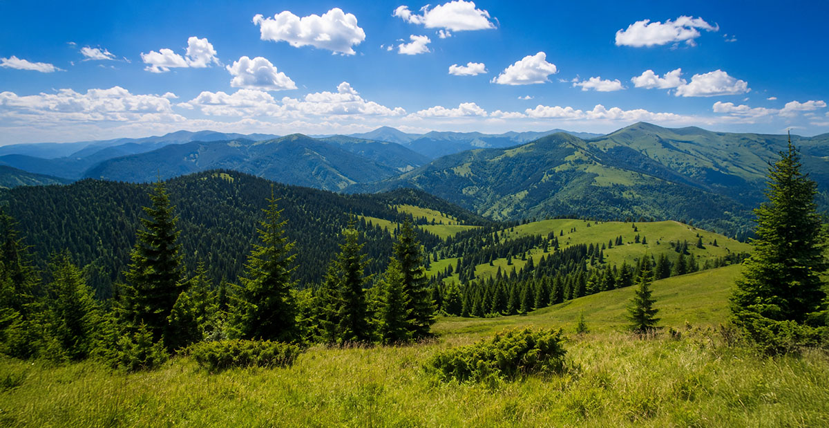Karpatenwald als Herkunftsregion für Fichten- und Kiefernholz